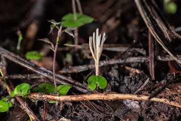 Flowering pixie cap orchid (acianthus sinclairii) and a tiny coral fungus on the forest floor. Auckland, New Zealand.