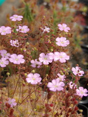 Zbliżenie na różowe kwiaty rośliny z gatunku drosera  © Kumulugma