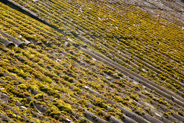 The old slate roof is covered with moss