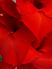 Zbliżenie na kwiat rośliny z gatunku Gladiolus © Kumulugma