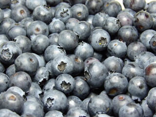 Zbliżenie na owoce borówki amerykańskiej © Kumulugma