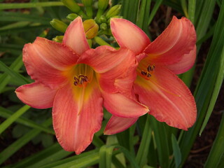 Zbliżenie na barwny kwiat liliowca (hemerocallis) © Kumulugma