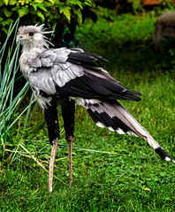 Secretarybird in its enclosure. Latin name - Sagittarius serpentarius