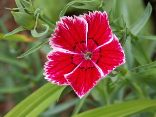 Zbliżenie na kwiaty rośliny z gatunku Dianthus © Kumulugma