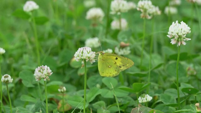 白いクローバー花ので蜜を吸う黄色い蝶