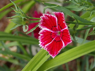 Zbliżenie na kwiaty rośliny z gatunku Dianthus © Kumulugma