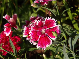 Zbliżenie na kwiaty rośliny z gatunku Dianthus © Kumulugma