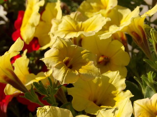 Zbliżenie na kwiaty rośliny z gatunku Petunia © Kumulugma