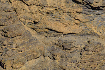 Mather snd son, Snow Leopard walk in the Rock. At Spiti Vallay, India.