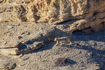 Mather snd son, Snow Leopard walk in the Rock. At Spiti Vallay, India.