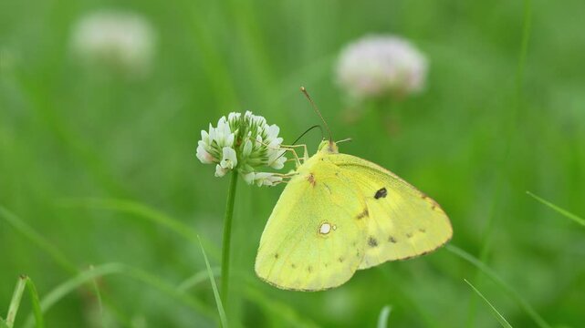 白いクローバー花ので蜜を吸う黄色い蝶