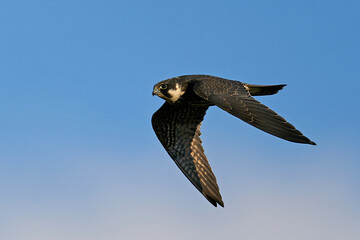 Eurasian hobby (Falco subbuteo)