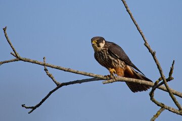 Eurasian hobby (Falco subbuteo)