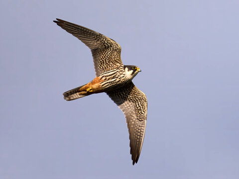 Eurasian hobby (Falco subbuteo)