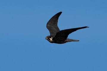 Eurasian hobby (Falco subbuteo)