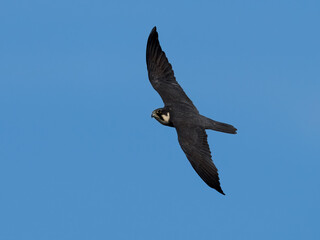 Eurasian hobby (Falco subbuteo)