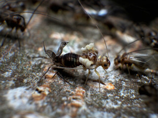 アブラムシの羽化