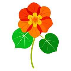 Vibrant Nasturtium Flower Vector Illustration, Botanical Elegance in Full Bloom