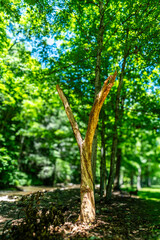 Old Mill Music and RV Park, TN 