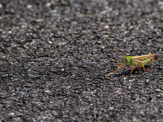 トノサマバッタ