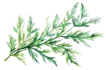 Obraz premium Aromatic Wormwood Sprig. Herbal Watercolor Illustration of Botanical Sagebrush Plant for Health and Wellness