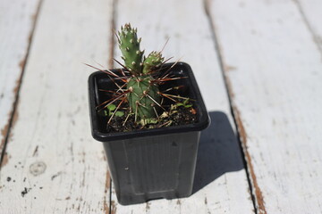 Opuntia x columbiana cv. roter Neutrieb opuncja kaktus