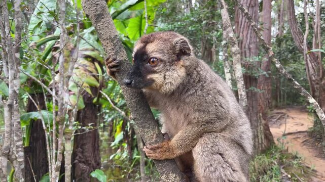 A Grey Mouse Lemur Perched On A Tree Branch In The Madagascar Rainforest. small primate native to Madagascar, sits perched on a tree branch, its tail curled behind it. 