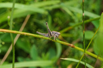 A grasshopper is perched on a green stem of a plant