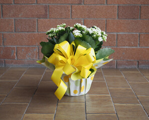 kalanchoe white flower scient. class. Saxifragales Crassulaceae