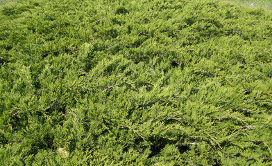 pine tree leaves background