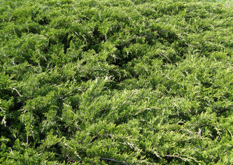 pine tree leaves background