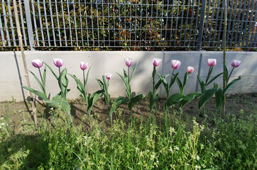 tulip purple pink flower scient. name Tulipa gesneriana