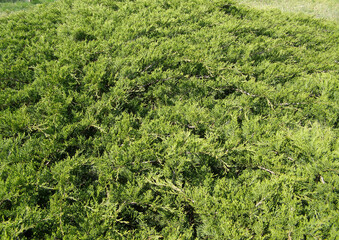 pine tree leaves background