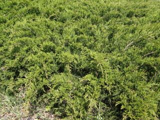 pine tree leaves background