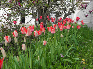 tulip red flower scient. name Tulipa gesneriana