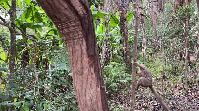 A Grey Mouse Lemur Perched On A Tree Branch In The Madagascar Rainforest. small primate native to Madagascar, sits perched on a tree branch, its tail curled behind it. 