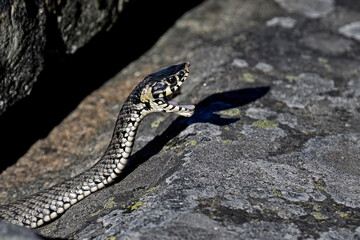 Grass snake is yawning in the morning