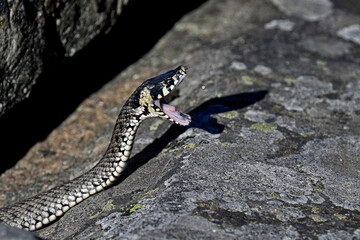 Grass snake is yawning in the morning