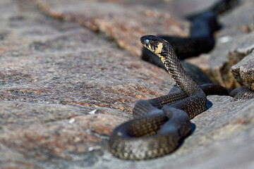 Grass snake is peeking around it's surroundings