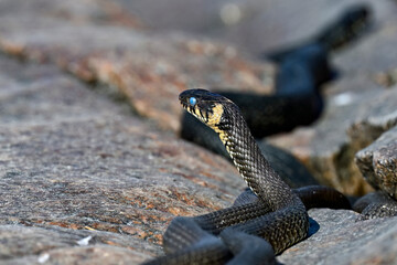 Grass snake is peeking around it's surroundings