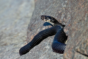 Grass snake is peeking from the rock hiding place