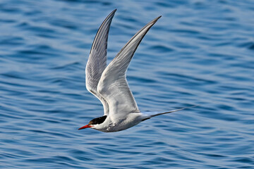 Arctic tern flying over sea