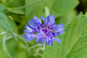 A detailed view of a purple flower growing in the grass