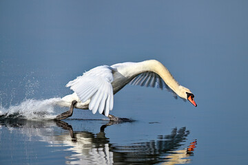 Angry Mute swan approaching with power