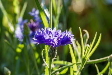 A detailed view of a purple flower growing in the grass