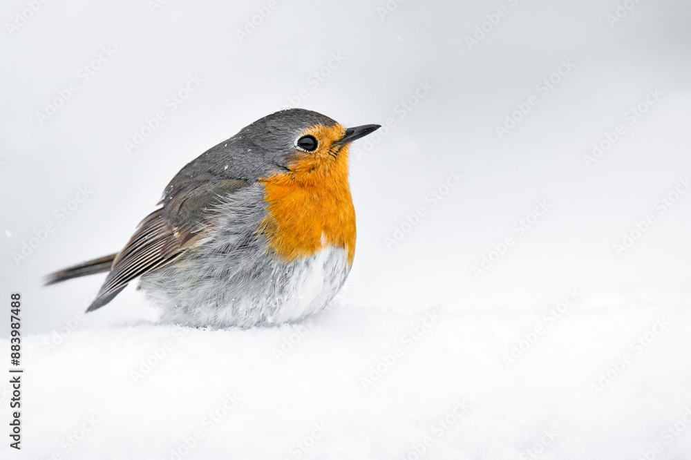 Canvas Prints Robin returned from migration for summer but winter was still waiting in destination