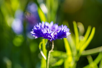 A detailed view of a purple flower growing in the grass