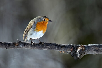 Adult European Robin