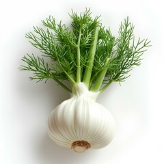 Fennel isolated on white background with shadow. Fennel herb for cooking top view