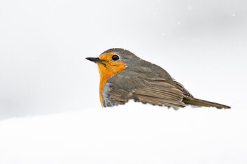 Robin returned from migration for summer but winter was still waiting in destination